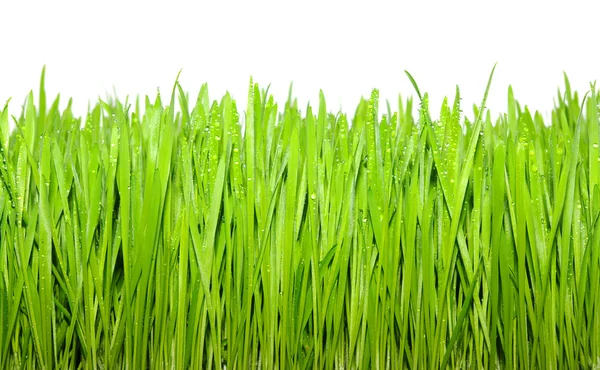 Grönt Gräs Vit Bakgrund — Stockfoto