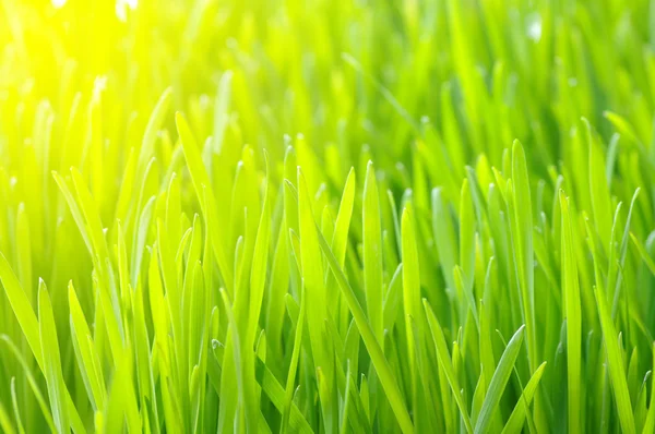 Zelený trávník — Stock fotografie