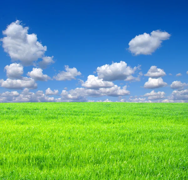 Grønt gress og himmel – stockfoto