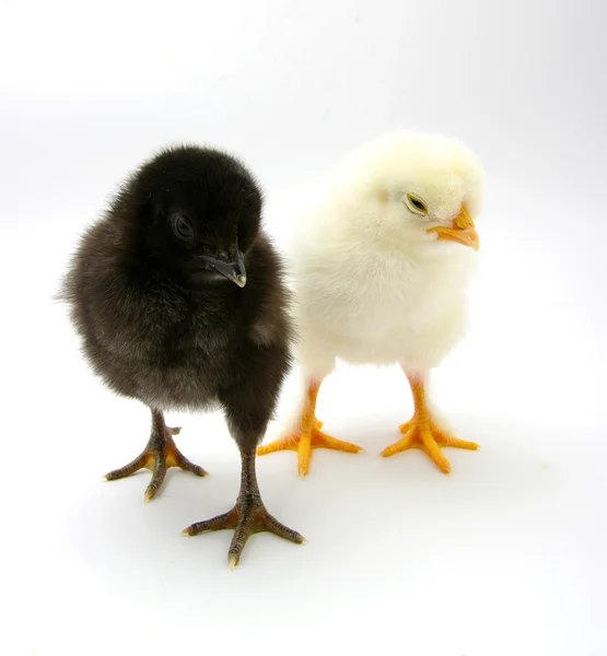 Baby Chicks White Background — Stock Photo, Image
