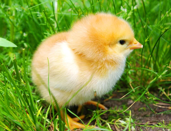 Bir Çim Üzerinde Küçük Tavuk — Stok fotoğraf