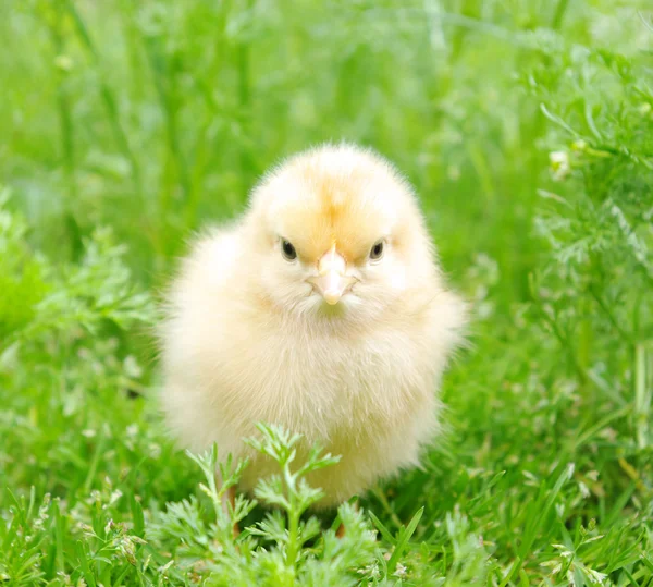 Küçük tavuk — Stok fotoğraf