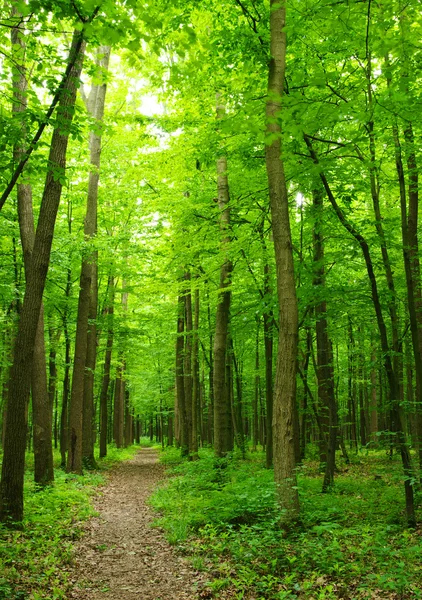 Arbres Dans Une Forêt Verte Printemps — Photo