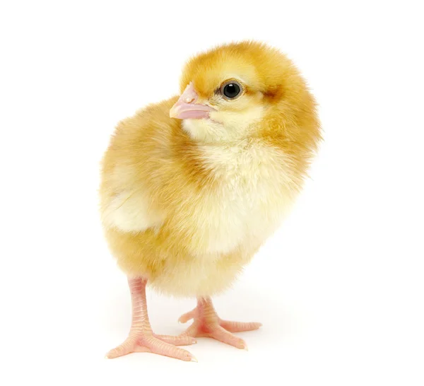 Chicken Isolated White — Stock Photo, Image