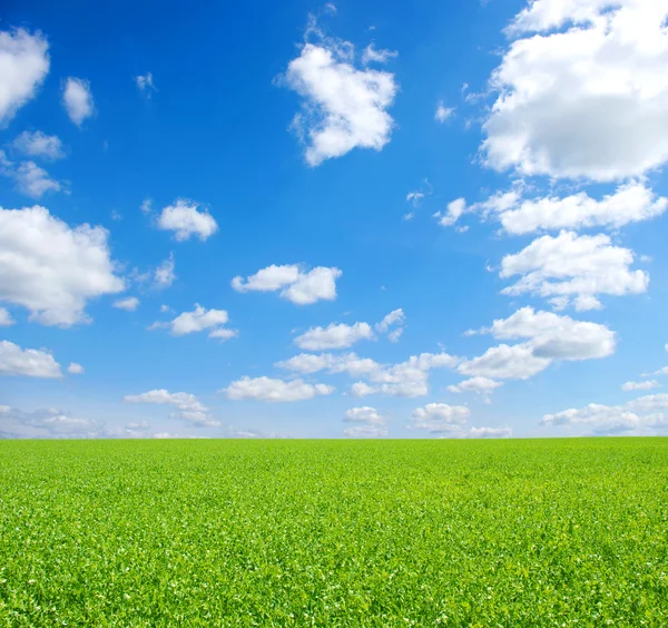 Λιβάδι Πράσινο Γρασίδι Μπλε Ουρανό Και Άσπρα Σύννεφα — Φωτογραφία Αρχείου