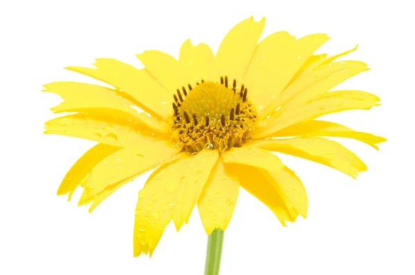 白い背景に孤立した黄色いデイジーの花 — ストック写真