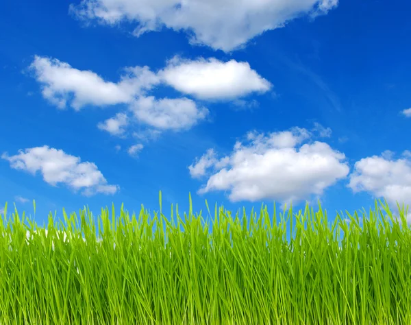 Weide Groen Gras Blauwe Hemel Witte Wolken — Stockfoto
