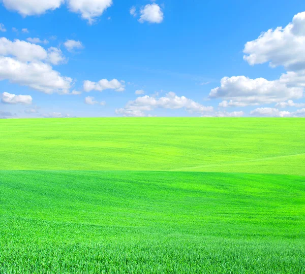 Äng Grönt Gräs Blå Himmel Och Vita Moln — Stockfoto