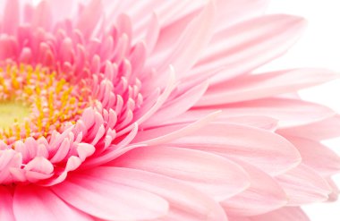 pembe gerbera