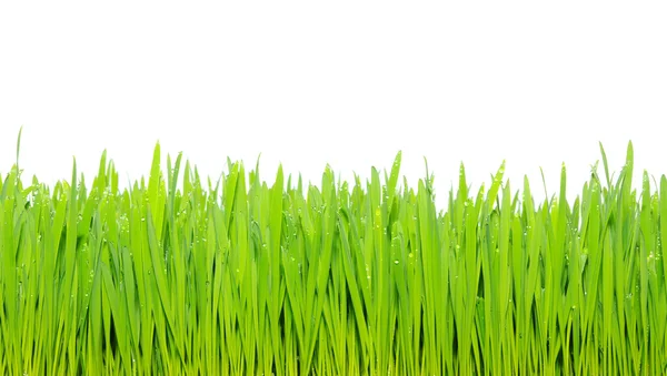 白底绿草 — 图库照片