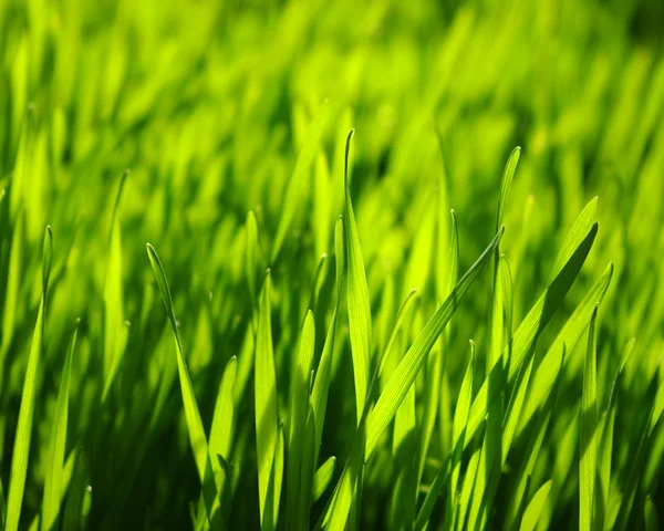 緑の芝生 — ストック写真