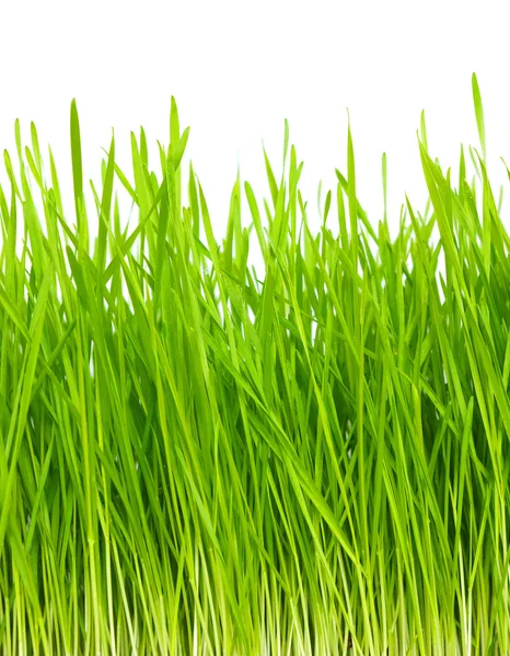Groen Gras Witte Achtergrond — Stockfoto
