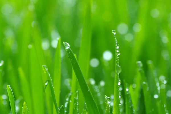 잔디가 — 스톡 사진