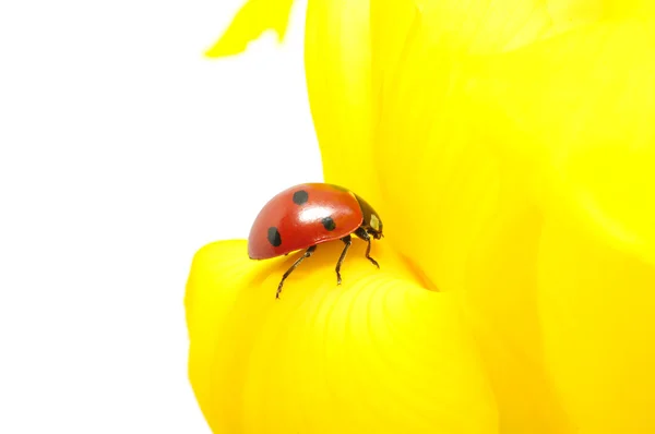 Ladybug Sits Flower Petal — Stock Photo, Image