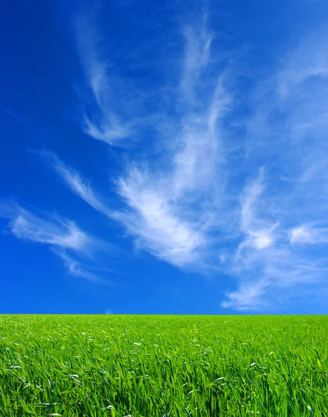 Field Green Grass Blue Sky White Clouds — Stock Photo, Image