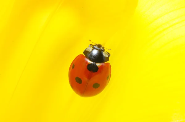 Ladybug on a flower — Stock Photo, Image