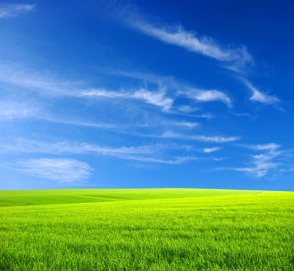 stock image Field -green grass, the blue sky and white clouds