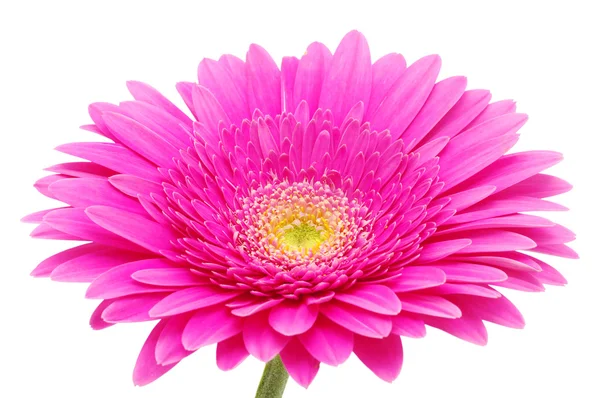 Nahaufnahme Einer Schönen Gerbera Blume — Stockfoto