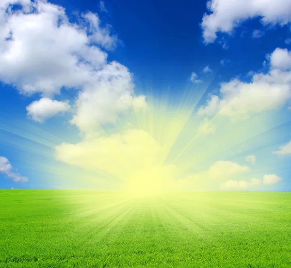 Veld Groen Gras Blauwe Hemel Witte Wolken — Stockfoto