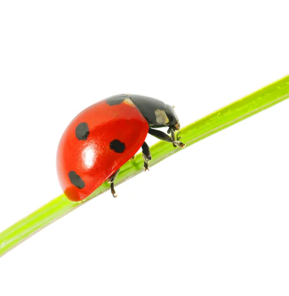 Ladybug Sitting Green Leaf — Stock Photo, Image