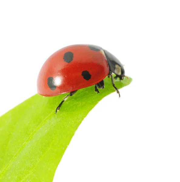 Ladybug Sitting Green Leaf — Stock Photo, Image