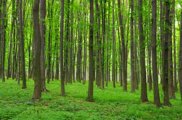 Drzewa Lesie Zielony Wiosnę — Zdjęcie stockowe