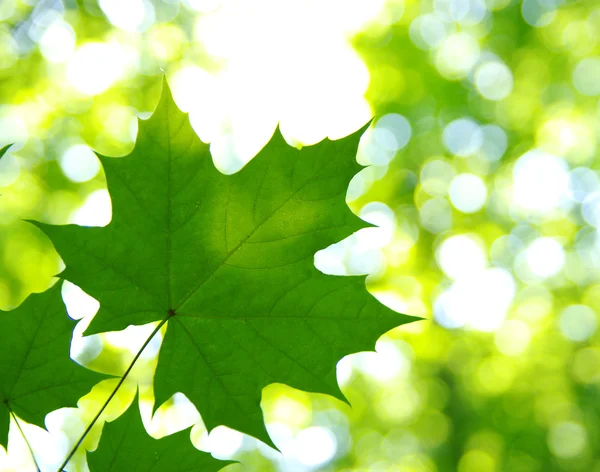 Зеленые Листья Абстрактном Фоне — стоковое фото