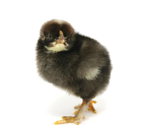 Ein Huhn Isoliert Auf Weiß — Stockfoto