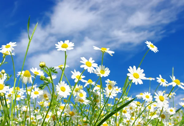 蓝天背景上的白色雏菊 — 图库照片