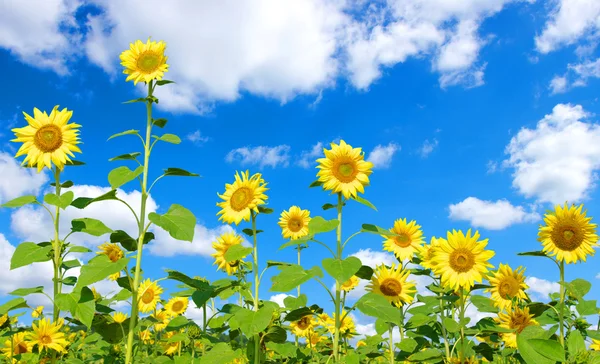 stock image Sunflowers field