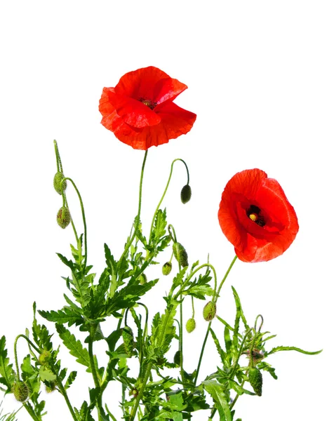 Beautiful Red Poppies Isolated White — Stock Photo, Image