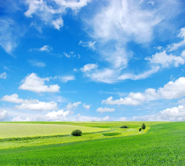 Alan Yeşil Çim Mavi Gökyüzü Beyaz Bulutlar — Stok fotoğraf