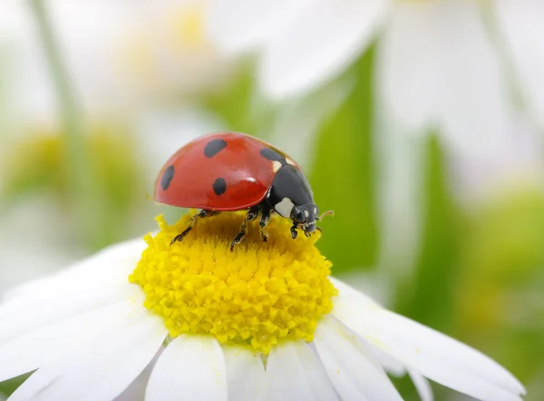 Ladybug Zit Een Bloem — Stockfoto