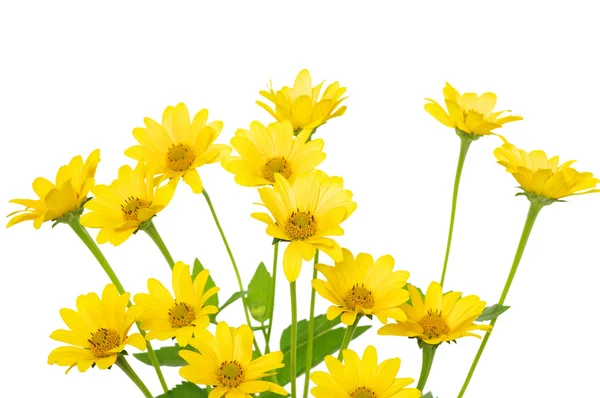 Желтый Цветок Маргаритки Белом Фоне — стоковое фото