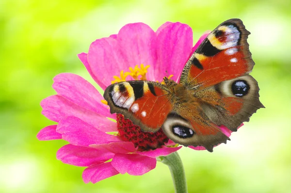 Papillon Coloré Sur Une Fleur — Photo