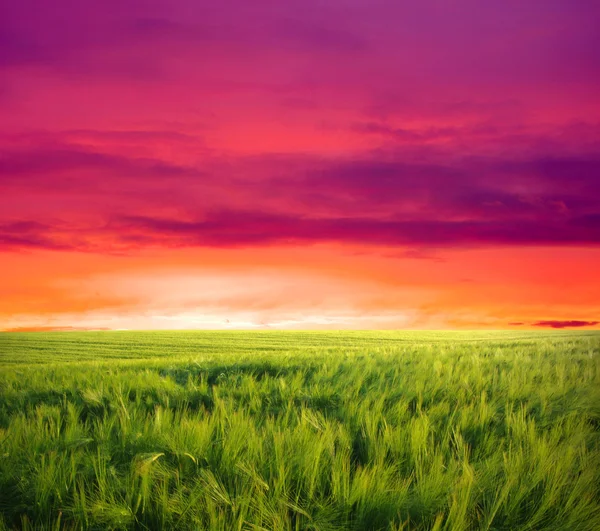Zelené Pole Krásný Západ Slunce — Stock fotografie