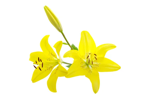 Yellow Lily Isolated White Background — Stock Photo, Image