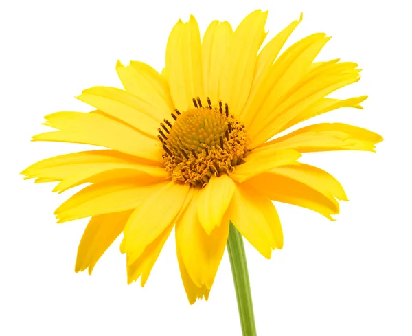 Gelbes Gänseblümchen Blume Isoliert Auf Weißem Hintergrund — Stockfoto