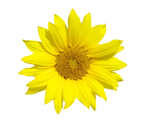Żółty Słonecznik Izolowany Białym — Zdjęcie stockowe
