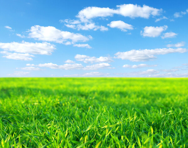 Луг-зеленая трава, голубое небо и белые облака
