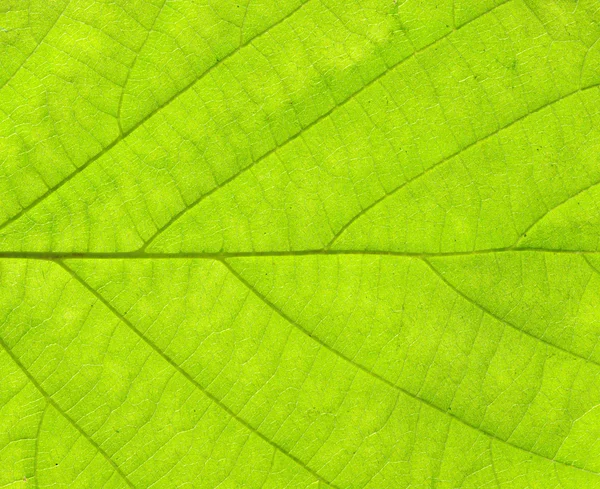 stock image Leaf texture