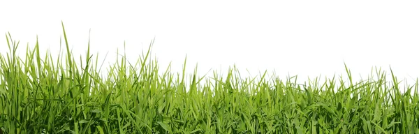 Πράσινο Γρασίδι Λευκό Φόντο — Φωτογραφία Αρχείου