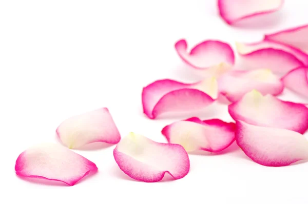 白で隔離されるピンクのバラの花びら — ストック写真