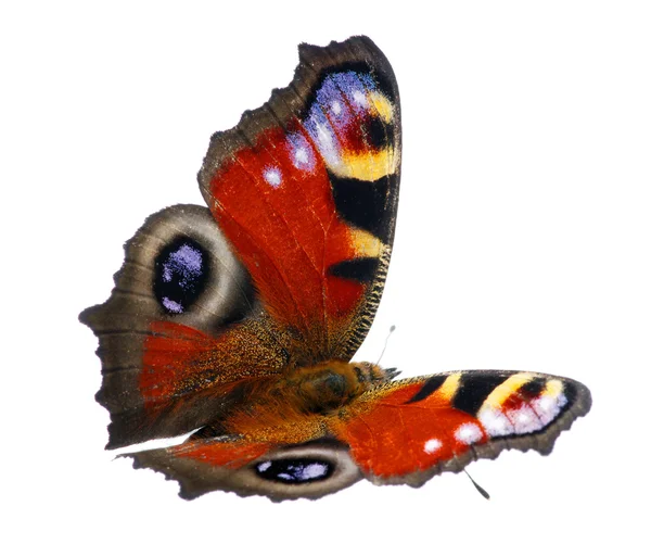 Bunte Schmetterling Auf Einer Blume — Stockfoto