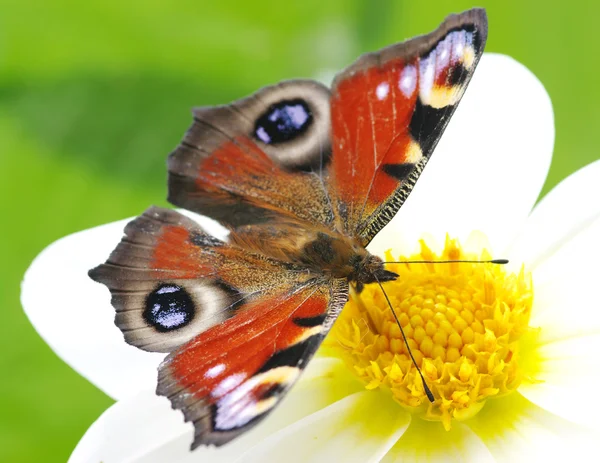 Mariposa colorida — Foto de Stock