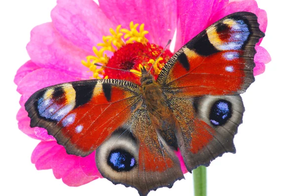 Barevný Motýl Květině — Stock fotografie