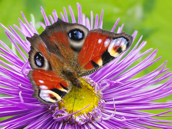 Mariposa Colorida Una Flor — Foto de Stock