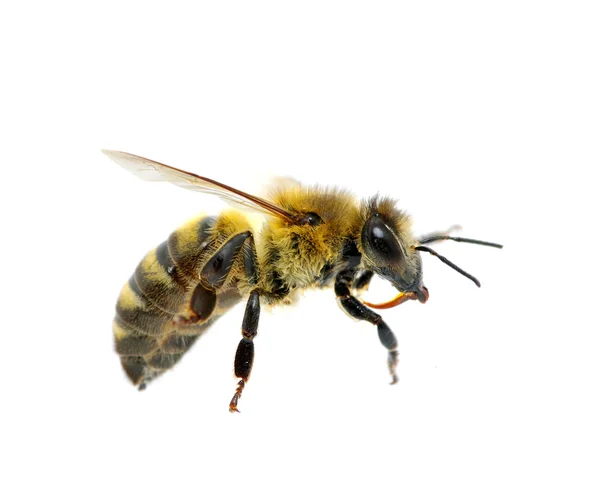 Пчела Полете Белом — стоковое фото