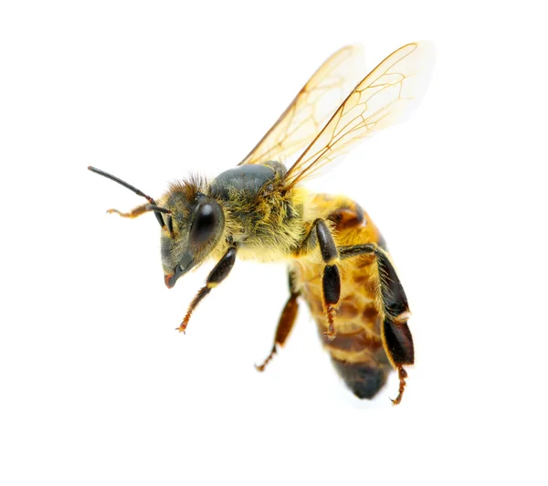 Бджола на білому — стокове фото