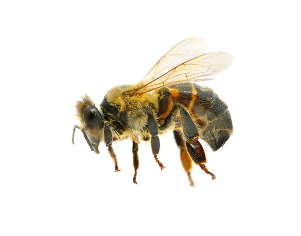 stock image Bee in flying on white